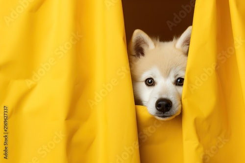 Cute fluffy puppy peeking out from behind bright yellow curtains with curious eyes. Perfect asset for pet grooming salon advertisement or veterinary service promotional banner.
