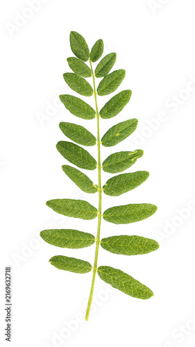 Photography Fresh green compound leaf featuring symmetrical leaflets and detailed organic ve