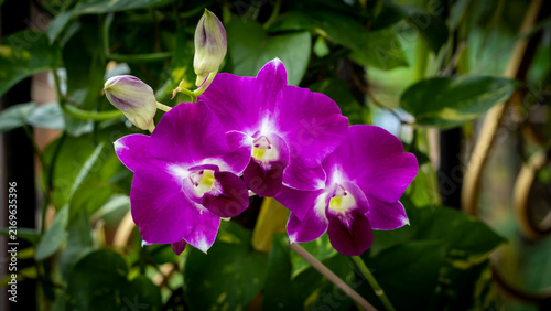 Dendrobium orchid blooming with two buds close up
