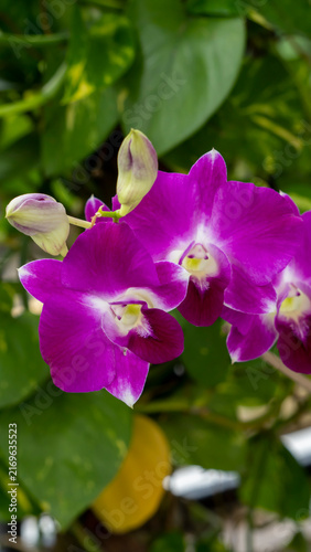Dendrobium orchid blooming with two buds extreme close-up vertical photo