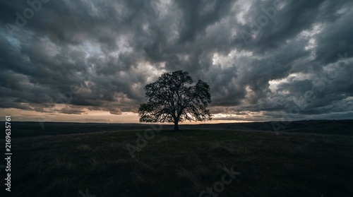 Lone Tree Silhouette Against Dramatic Stormy Sky at Dusk.