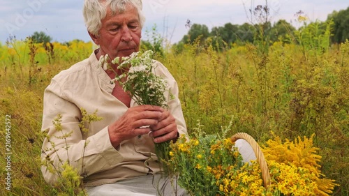 An elderly herbalist collects various medicinal herbs in a green field at late afternoon. He carefully examines the herbs he picks