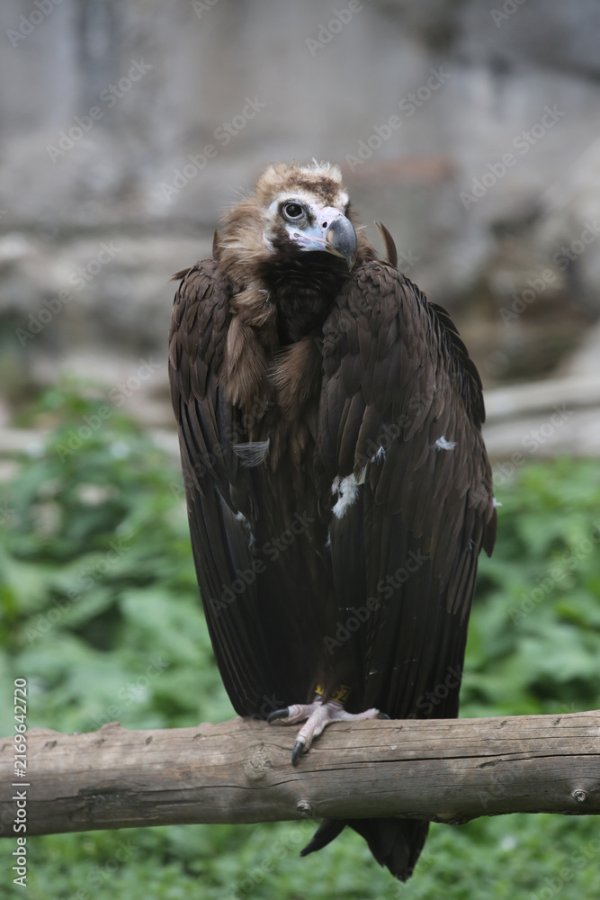 Fototapeta premium The black vulture (Aegypius monachus) at the zoo