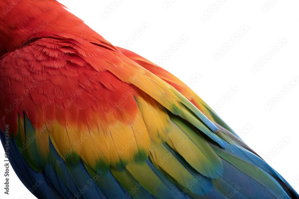 Obraz premium Multicolored parrot feathers showing texture and vibrant hues on white