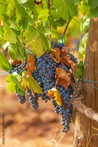 Rotwein - Weintrauben - Weinberg - Frankreich - Trauben