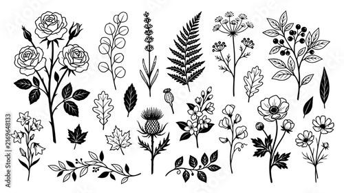 Botanical Illustration Collection: Flowers, Leaves, Ferns, Thistle - Hand Drawn Elements