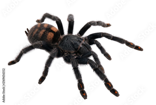Bild auf Leinwand Vibrant Venezuelan Suntiger Tarantula with Distinctive Orange Stripes