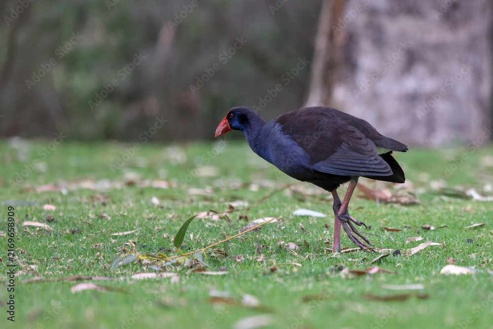Obraz premium Australasian Swamphen (Porphyrio melanotus) or purple swamphen walking on green grass. Birdwatching, birding, and ornithology at Yanchep National Park, Western Australia