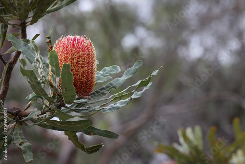 Canvas Print Vibrant flower of Banksia menziesii, commonly known as firewood banksia