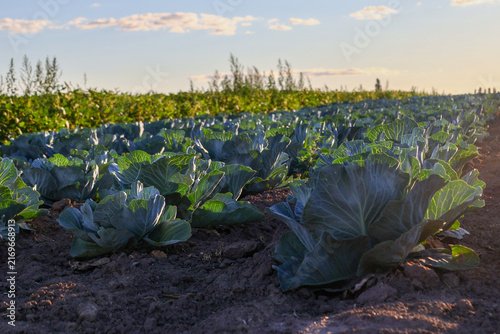 Cabbage plants grow in neat rows on a farm during daylight. The sun shines down on the green leaves. A field is seen in the background and the sky is clear