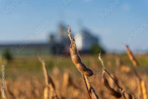 Soybean plants stand tall in a farm field. The plants show signs of ripeness. A storage building is visible in the background. The sun is shining in the clear sky