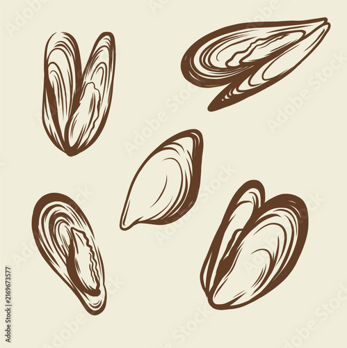 Freehand vector illustration of a mussel, shell, mollusk, or vegetable. Live line art, ink, and marker. Vector illustration