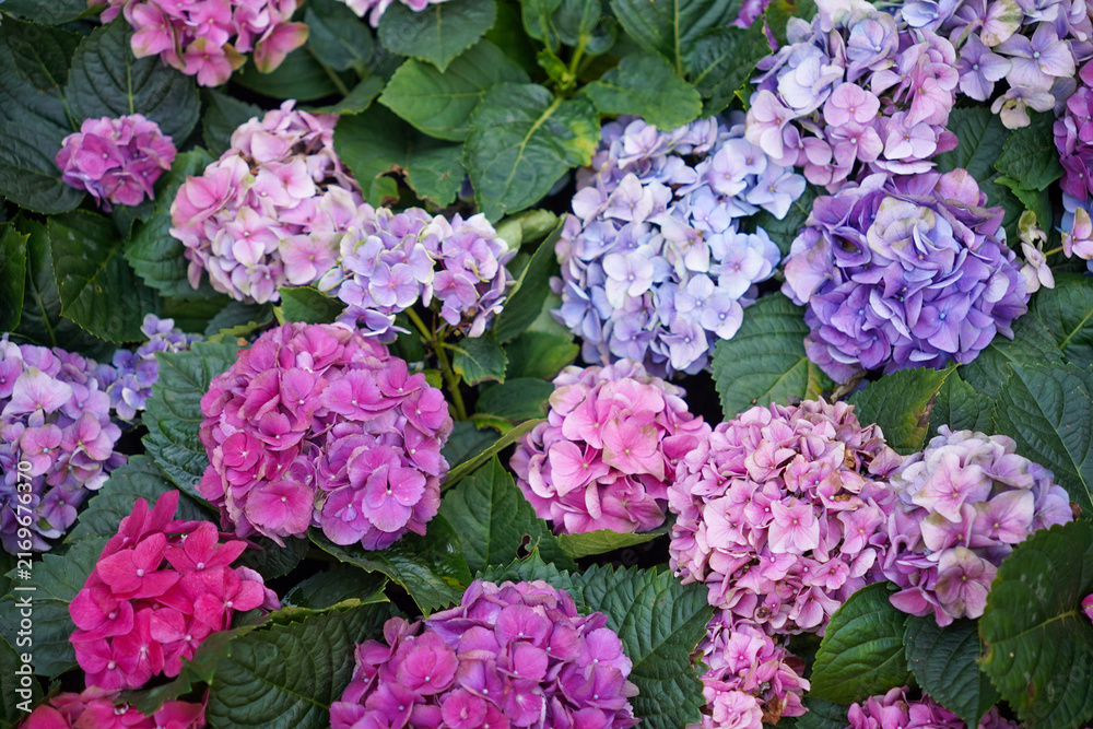 Fototapeta premium Beautiful blooming pink, purple, and blue hydrangea flowers with green leaves in the garden