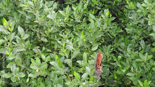 Dense mangrove trees with glossy green leaves and muddy ground featuring visible roots surround a reddish brown tree trunk that has snapped in the middle.