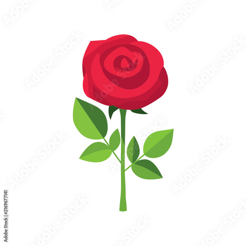 Beautiful single red rose flower with green leaves and stem isolated design element isolated on transparent background, Vector