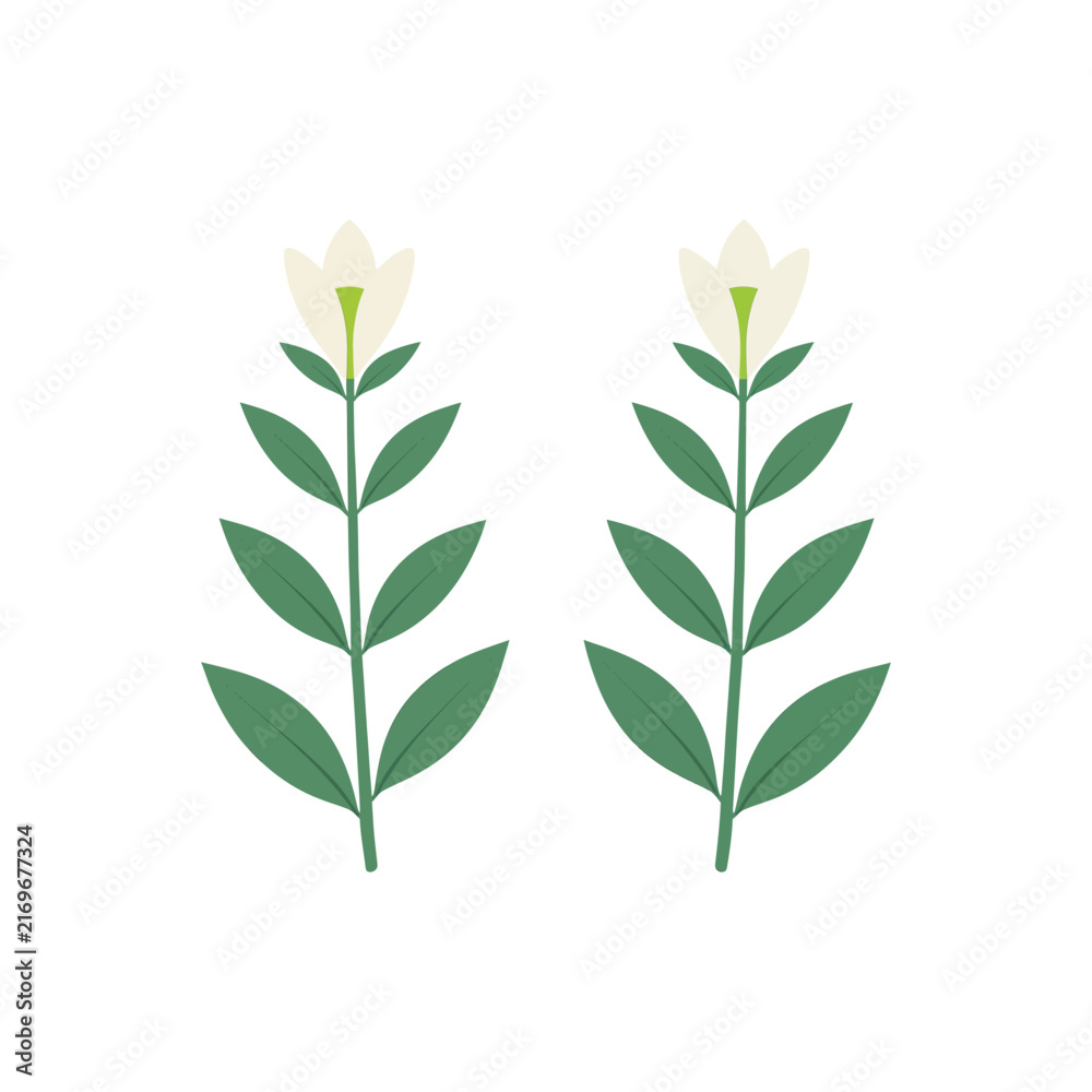 Fototapeta premium Two simple white flowers with green leaves and stems illustrated in a clean flat style for botanical design elements and nature themed graphic projects isolated on transparent background, Vector