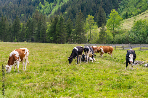 Fotografie Cow at meadow