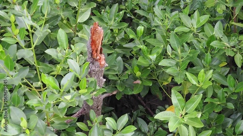 Dense mangrove trees with glossy green leaves and muddy ground featuring visible roots surround a reddish brown tree trunk that has snapped in the middle.