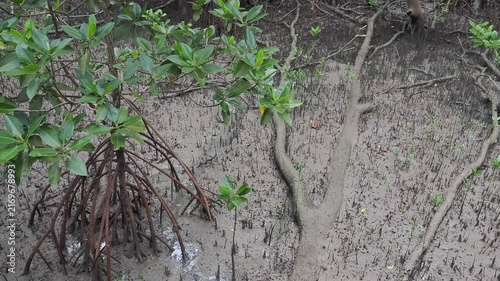 Mangrove seedlings sprout and grow upright in the soft, wet mud of the mangrove forest