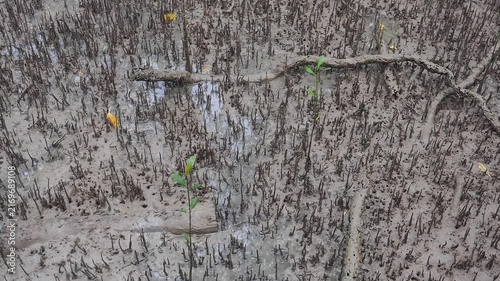 Mangrove seedlings sprout and grow upright in the soft, wet mud of the mangrove forest