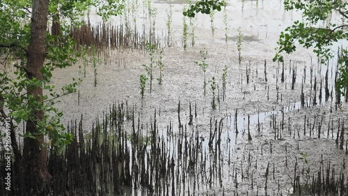 Mangrove seedlings sprout and grow upright in the soft, wet mud of the mangrove forest.