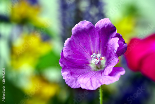Tapety artystyczne close-up of a geranium flower in a garden during spring