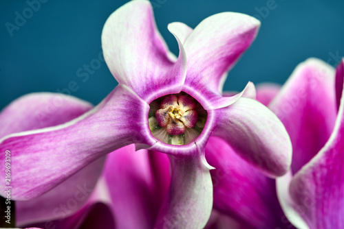 Tapety artystyczne Details of a blooming pink alpine violet flower