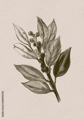 Vintage Botanical Branch with Large Leaves and Berries