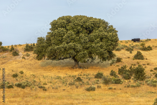A solitary oak tree stands on a dry, golden hillside
