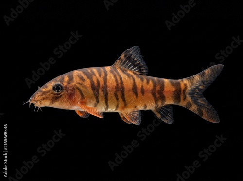 Tiger Loach (Syncrossus hymenophysa) Isolated on Black Background
