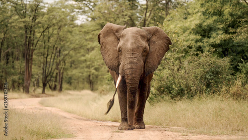 Konstfotografi African Elephant walking directly toward camera along dirt road, Liwonde Nationa