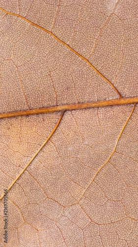 Closeup of dried brown leaf veins and structures with mould