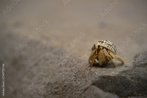 Принти на полотні Hermit Crab Crawling on Sandy Rock Surface