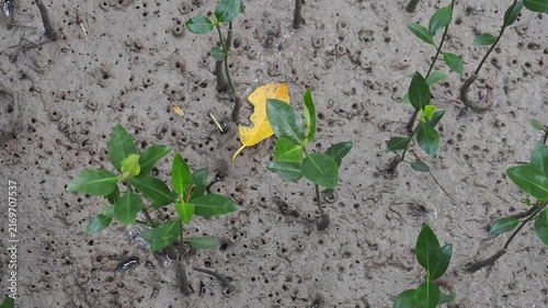Mangrove seedlings sprout and grow upright in the soft, wet mud of the mangrove forest.