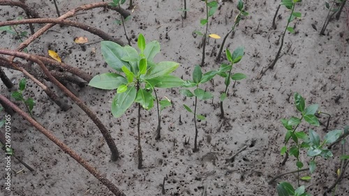 Mangrove seedlings sprout and grow upright in the soft, wet mud of the mangrove forest.
