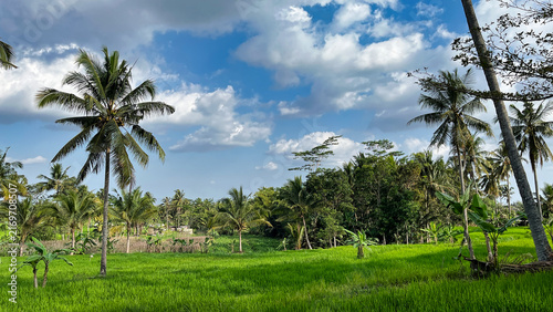 Tropical coconut palm landscape of Bali - Indonesia with lush green rice fields under blue sky