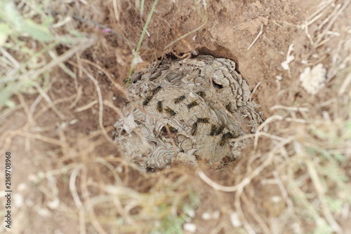 Erdwespen Nest der Gemeinen oder Deutschen Wespe unter Naturschutz und Artenschutz stehend