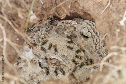 Erdwespen Nest der Gemeinen oder Deutschen Wespe unter Naturschutz und Artenschutz stehend