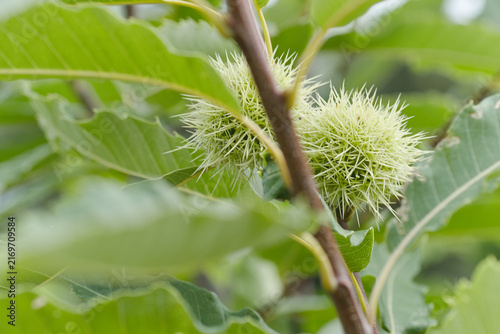 Marone Edelkastanie am Baum mit Laum