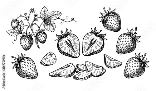 Hand drawn fresh strawberry botanical black and white sketch vector illustration
