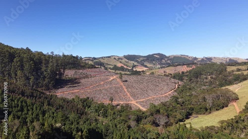 Aerial view of a recently planted eucalyptus farm beside a forest.