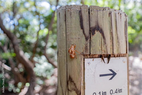 Obraz na plátne Close-up of cicada exuvia clinging to weathered wooden trail post