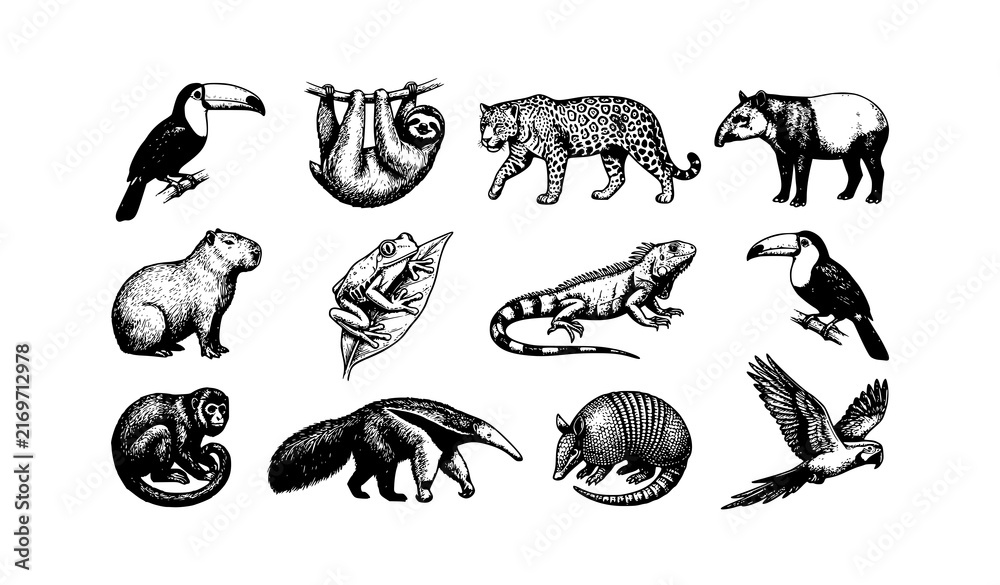 Naklejka premium Rainforest Animals Set Vintage Engraving Vector Illustration