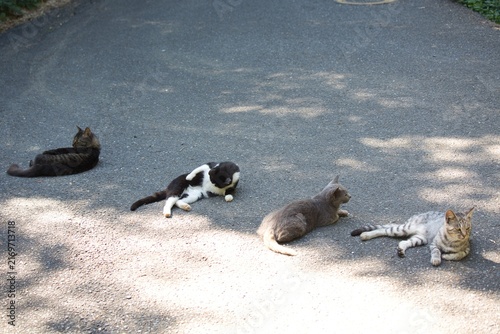 Fotografie Four stray cats resting together on a path on Cat Island