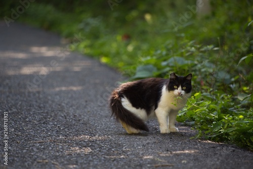 Black and white cat looking back on a green island path