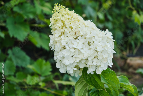 Fotografía Dense white hydrangea inflorescence blooming in green garden setting, captured from medium angle