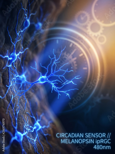 Circadian Sensor Melanopsin Retinal Ganglion Cells Reacting To Blue Light