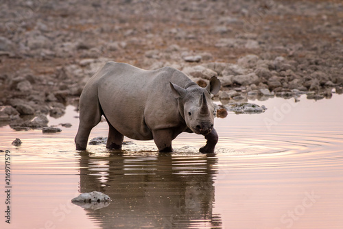 Canvas Print Black rhino at Okaukuejo waterhole in Etosha National Park, water reflections, w