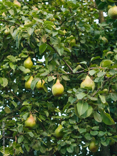 Bild auf Leinwand Lush pear tree branches covered with vibrant green leaves and young fruit, capturing fresh seasonal growth and abundant natural beauty