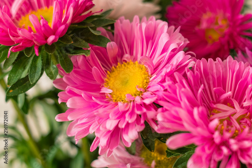 A close-up bouquet of colorful chrysanthemums showcases layers of delicate pink and magenta petals surrounding warm yellow flower centers.